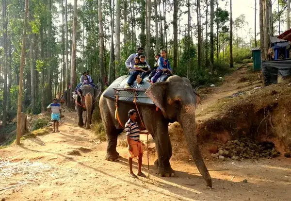 Wildlife safaris