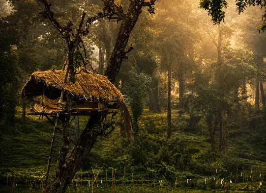 Wayanad — a detail